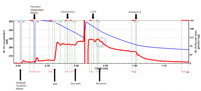 Oxygraph Examples Mitochondrial Function Core (MiFC) – Laboratory of Muscle Biology and ...